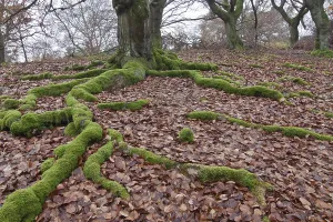 Moss-covered roots of a Common Beech or European Beech (Fagus sylvatica)