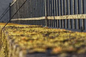 Moss-covered stone wall with parallel iron fence