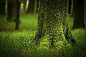 Moss-covered tree in forest meadow
