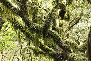 Moss-covered tree, laurel forest