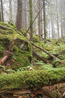 Moss covered tree logs in an old growth forest with mist in the wilderness