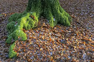 Moss-covered tree root of a common beech (Fagus sylvatica) (European Beech)