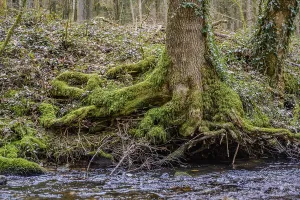 Moss-covered tree roots along a small river in the forest