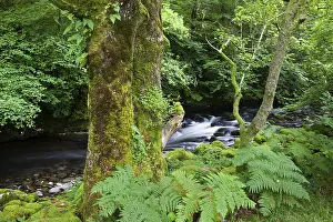 Moss-covered tree in front of a stream