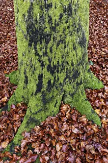 Moss-covered tree trunk in autumn forest
