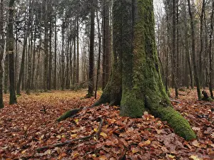 Moss-covered tree trunk in an autumnal forest full of leaves