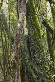 Moss-covered tree trunks in a cloud forest