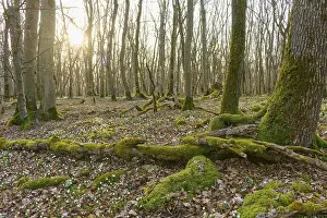 Moss-covered tree trunks in the forest at sunrise