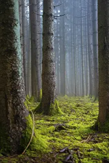 Moss-covered tree trunks in a quiet