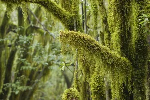 Moss-covered trees in the cloud forest