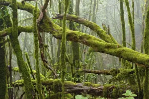 Moss-covered trees in the cloud forest