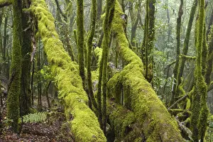 Moss-covered trees in the cloud forest