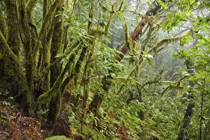 Moss-covered trees in the cloud forest