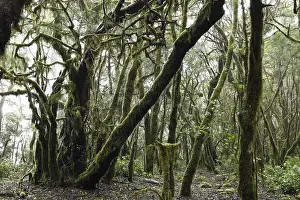 Moss-covered trees in a cloud forest