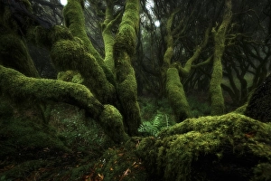 Moss-covered trees in laurel forest