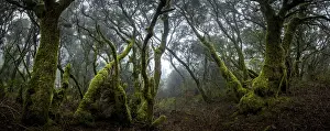 Moss-covered trees in laurel forest