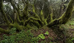 Moss-covered trees in laurel forest