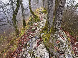 Moss-covered trees surrounded by distinctive limestone formation