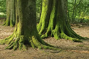 Moss-covered trunks of old beeches (Fagus)