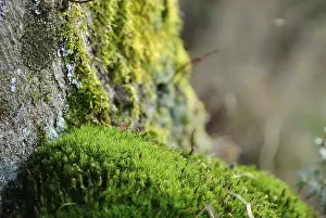 Moss (embryophytes)