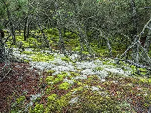 Moss and lichen growing in pine forest - Slowinski National Park