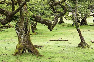 Moss and plant covered ancient laurel trees