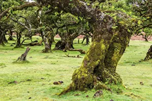 Moss and plant covered ancient laurel trees
