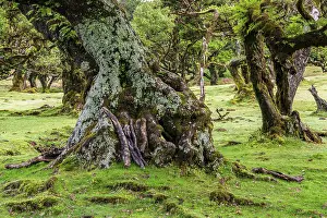 Moss and plant covered ancient laurel trees