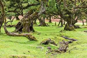 Moss and plant covered ancient laurel trees