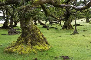 Moss and plant covered ancient stinkwood (Ocotea foetens)