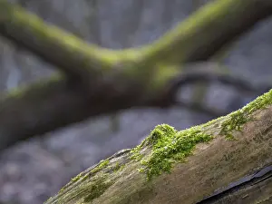 Moss on a tree trunk in a forest