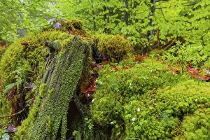 Mossy dead tree. Kleine Ohe creek below Waldhaeuser village in the Bavarian Forest Nationalpark