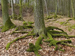 Mossy, exposed tree roots in the forest
