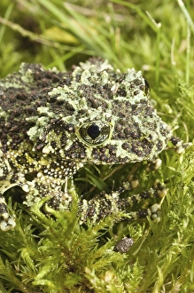 The Mossy Frog (Theloderma corticale)