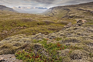 Category Mountain Landscapes Prints: Mossy landscape on the coast, east Iceland