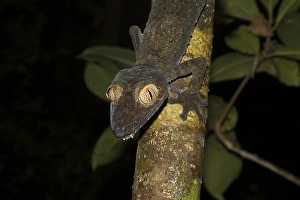 Mossy leaf-tailed gecko (Uroplatus fimbriatus) on tree branch