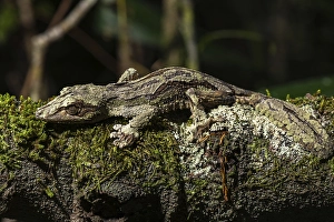 Mossy leaf-tailed gecko (Uroplatus sikorae)
