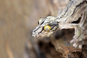Mossy Leaf-tailed Gecko (Uroplatus sikorae)
