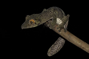 Mossy leaf-tailed gecko (Uroplatus sikorae) on branch