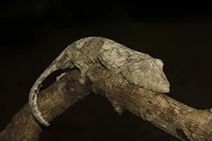 Mossy leaf-tailed gecko (Uroplatus sikorae) on branch