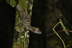Mossy Leaf-Tailed Gecko (Uroplatus sikorae) on tree trunk
