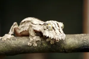 Mossy mossy leaf-tailed gecko (Uroplatus sikorae)