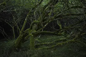 Mossy tree in a dark forest, Bavaria, Germany