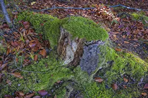 Mossy tree stump in autumn forest