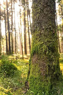 A mossy tree trunk in a dense forest