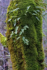 Mossy tree trunk, ferns growing on a tree in the forest