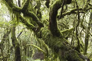 Mossy tree trunks, laurel forest