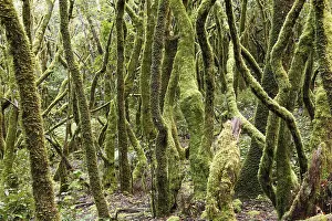 Mossy tree trunks, laurel forest