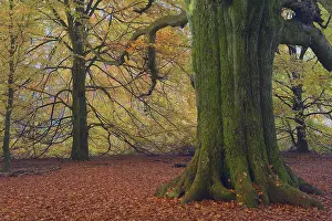 Mossy trunk of an old Beech (Fagus) in autumn