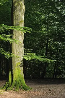 Mossy trunk of an old Beech (Fagus) tree